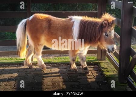 Pony - Miniaturpferd (Equus ferus caballus) Stockfoto