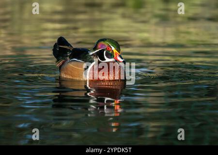 Männliche Holzente (Aix sponsa) Stockfoto