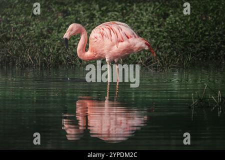 Chilenischer Flamingo auf einem Teich (Phoenicopterus chilensis) Stockfoto