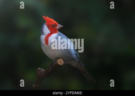 Kardinalvogel mit Rotkäppchen (Paroaria Coronata) Stockfoto