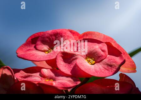 Drei rote Blüten mit gelben Mittelpunkten. Die Blumen sind an einem Stiel Stockfoto