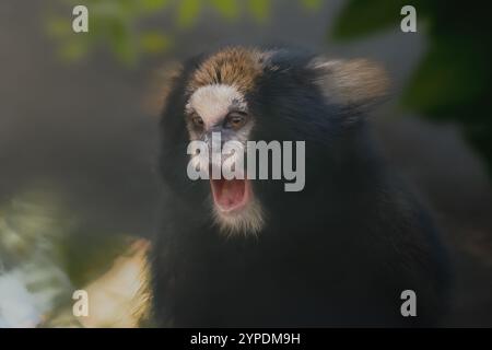 Büffel getufteter Maultieraffe mit offenem Mund (Callithrix aurita) Stockfoto