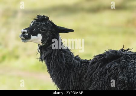 Südamerikanischer schwarzer Alpaka (Vicugna pacos) Stockfoto