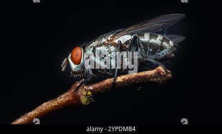 Eine Fliege sitzt auf einem Ast. Die Fliege hat rote Augen und ist schwarz-weiß. Der Ast ist dunkel und die Fliege ist das einzige, was sichtbar ist Stockfoto