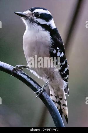 Ein Downy Woodpecker auf dem Hinterhof-Deck. Stockfoto