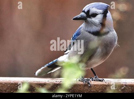Ein Downy Woodpecker auf dem Hinterhof-Deck. Stockfoto