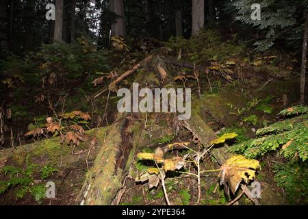 Der Giant Cedar Boardwalk im Mount Revelstoke National Park in Britsh Columbia in Kanada präsentiert einen beeindruckenden alten, roten Zedernwald. Stockfoto