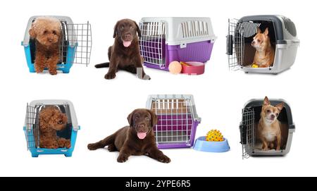 Verschiedene Hunde und Tierträger auf weißem Hintergrund Stockfoto