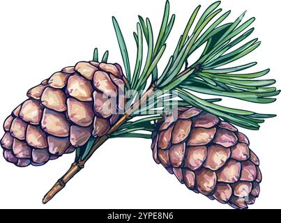 Eine detaillierte Abbildung eines Tannenzapfens, der an einem üppig grünen Tannenzweig vor weißem Hintergrund befestigt ist. Stock Vektor