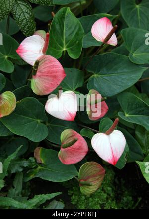 Flamingoblume, Milchblume, Malerpalette, Öltuchblume oder Laceleaf, Anthurium andraeanum, Araceae. Kolumbien und Ecuador, Südamerika. Stockfoto