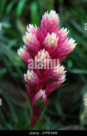 Bromelienhybride, getuftete Airplant, Guzmania „Candy“, Bromeliaceae. Tropische Anden Amerikas. Stockfoto