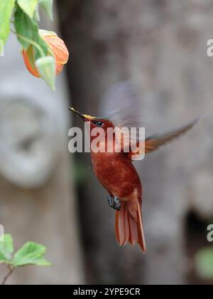 Juan Fernandez Firecrown (Sephanoides fernandensis) schwebt, um die Blüte zu fressen, Robinson Crusoe Island, Juan Fernandez Island Group, Chile Stockfoto