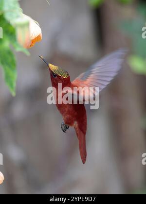 Juan Fernandez Firecrown (Sephanoides fernandensis) schwebt, um die Blüte zu fressen, Robinson Crusoe Island, Juan Fernandez Island Group, Chile Stockfoto