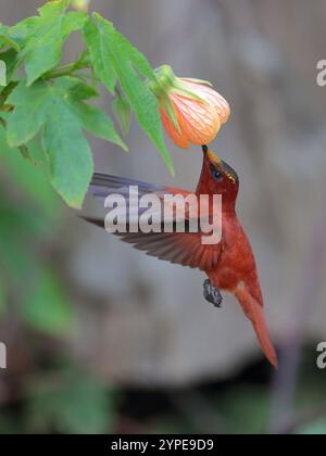 Juan Fernandez Firecrown (Sephanoides fernandensis) schwebt, um die Blüte zu fressen, Robinson Crusoe Island, Juan Fernandez Island Group, Chile Stockfoto