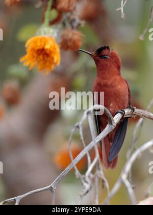 Juan Fernandez Firecrown (Sephanoides fernandensis) Fütterung an Kohl, Robinson Crusoe Island, Juan Fernandez Island Group, Chile März 2020 Stockfoto