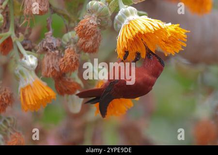 Juan Fernandez Firecrown (Sephanoides fernandensis) Fütterung an Kohl, Robinson Crusoe Island, Juan Fernandez Island Group, Chile März 2020 Stockfoto