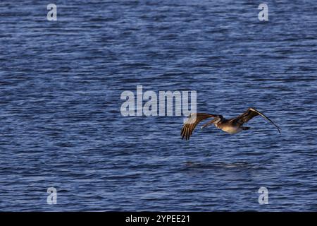 Brauner Pelikan, sonnendurchfluteter und im Flug mit gedrehten Flügeln, über dem wunderschönen blauen Wasser des Bolsa Chica Ecological Reserve am Huntington Beach Stockfoto