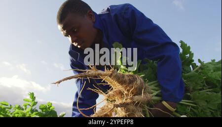 Vorderansicht eines jungen afroamerikanischen männlichen Bauern auf einem ökologischen Landwirtschaftsfeld, colle Stockfoto