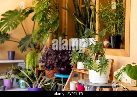 Wunderschöne Monstera deliciosa im Innengarten mit verschiedenen Pflanzen verschiedener Sorten in keramischen Dekotöpfen Stockfoto