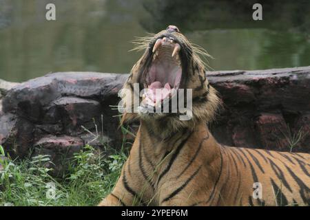 Ein sumatra-Tiger, der mit weit geöffnetem Mund im Busch liegt Stockfoto