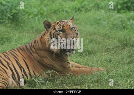 Ein sumatra-Tiger, der im Busch liegt und die Umgebung beobachtet Stockfoto