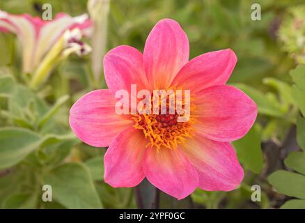 Dahlia 'Happy Days Halo', Zwergbettwäsche Stockfoto