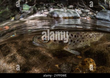 Eine kleine Bachforelle (Salmo trutta) in den Untiefen eines Baches in den Blue Ridge Mountains von North Carolina, USA, Nordamerika. Stockfoto