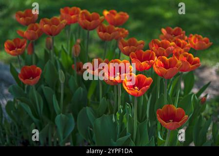 Leuchtende rot-orange Tulpen in Sonne und Schatten – Ein Spiel aus Licht und Farbe Stockfoto