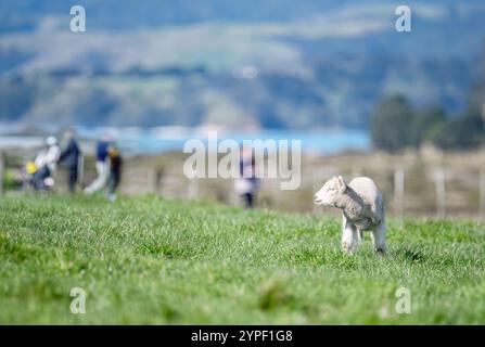 Lammbabys stehen auf grünem Gras. Nicht erkennbare Leute, die in der Ferne laufen. Duder Regional Park. Auckland. Stockfoto