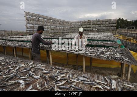 Verarbeitung von Fisch zum Trocknen in Nazirartek Dry Fish Plant in Cox;s Bazar, Bangladesch Stockfoto