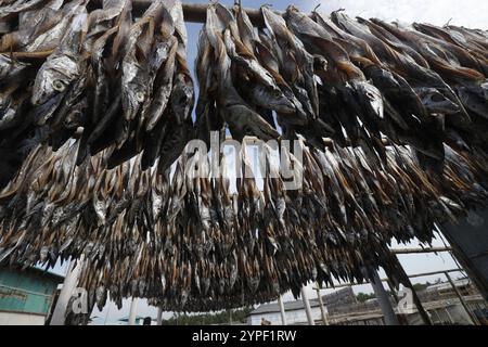 Verarbeitung von Fisch zum Trocknen in Nazirartek Dry Fish Plant in Cox;s Bazar, Bangladesch Stockfoto