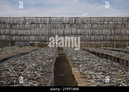 Verarbeitung von Fisch zum Trocknen in Nazirartek Dry Fish Plant in Cox;s Bazar, Bangladesch Stockfoto