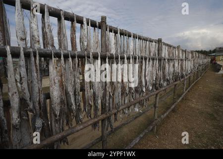 Verarbeitung von Fisch zum Trocknen in Nazirartek Dry Fish Plant in Cox;s Bazar, Bangladesch Stockfoto