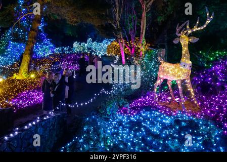 Vancouver, Kanada. November 2024. Die Menschen genießen Lichtinstallationen für das jährliche Festival of Lights im VanDusen Botanical Garden in Vancouver, British Columbia, Kanada, 29. November 2024. Die jährliche Feiertagstradition kehrte zu ihrem 40-jährigen Jubiläum zurück und begann am Freitag in Vancouver. Quelle: Liang Sen/Xinhua/Alamy Live News Stockfoto