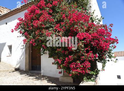 Blühender Baum vor dem Weißen Haus im ehemaligen jüdischen Viertel Caceres (Spanien) Stockfoto