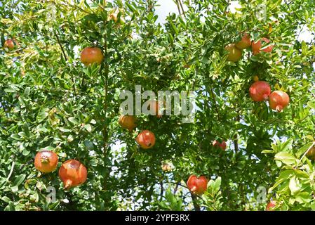 Granatäpfel (Punica granatum) wachsen in Büschen entlang der Straße Stockfoto