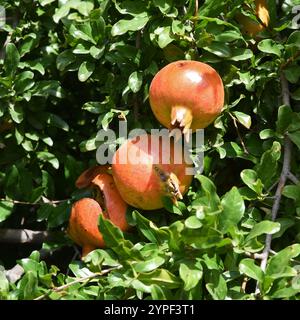 Granatäpfel (Punica granatum) wachsen in Büschen entlang der Straße Stockfoto