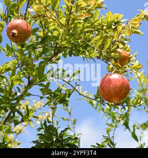 Granatäpfel (Punica granatum) wachsen in Büschen entlang der Straße Stockfoto