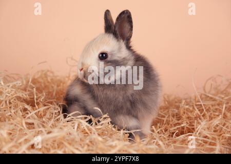 Haushase umgeben von Stroh Stockfoto