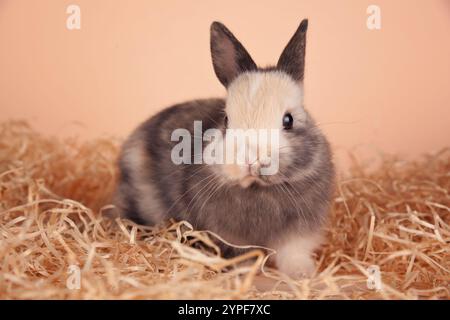 Haushase umgeben von Stroh Stockfoto