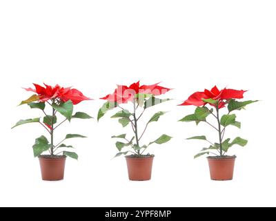 Drei leuchtend rote Poinsettien in Töpfen auf weißem Hintergrund symbolisieren Feiertagsstimmung und festliche Dekoration Stockfoto