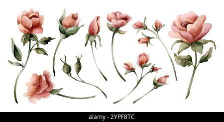 Rosenblüten und Knospen. Staubige rosa Gartenblumen mit Blättern. Set von Aquarell handgemalt florale isolierte Illustration für Hochzeit Design, Home tex Stockfoto