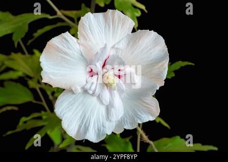 Nahaufnahme der hellweißen und roten Doppelblume von Hibiscus syriacus und Blättern alias strauchalthea oder Rosenmalve isoliert auf schwarzem Hintergrund Stockfoto