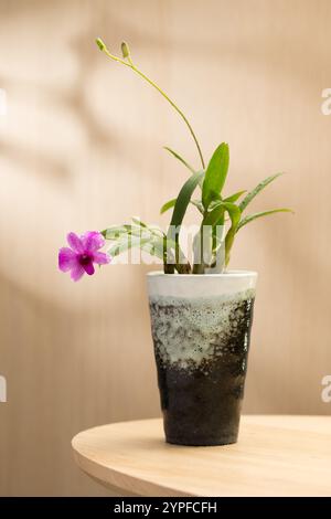 Eine rosafarbene ZwergOrchidee blüht elegant in einem Keramiktopf auf einem Holztisch und bringt einen Hauch von natürlicher Schönheit in Innenräumen. Stockfoto