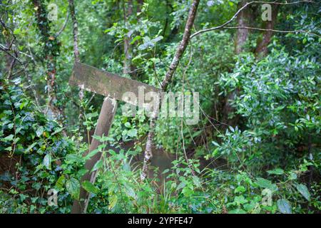 Hölzerne Schilderstange tief im Wald, bedeckt mit Flechten. Leerer Platz an Bord Stockfoto