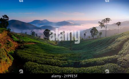 Teeplantagen-Landschaft mit nebeligem Nebel am frühen Morgen in der Nähe von Ooty, in den Nilgiri Hills von Tamil Nadu. Stockfoto