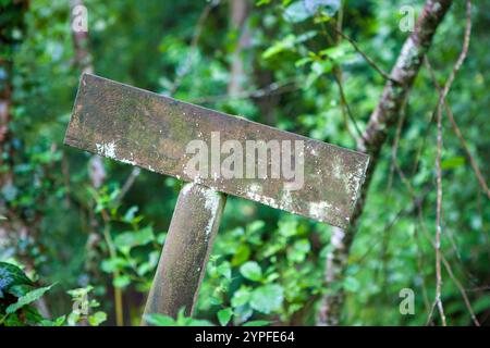 Hölzerne Schilderstange tief im Wald, bedeckt mit Flechten. Leerer Platz an Bord Stockfoto