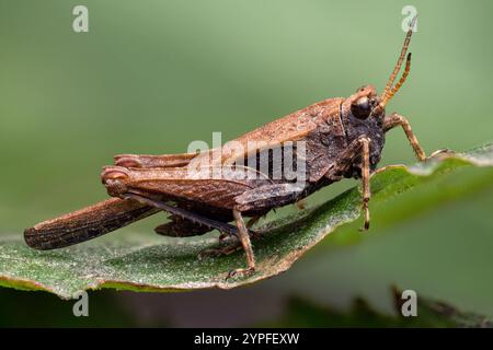 Schlanker Erdhopper (Tetrix subulata) in Ruhe auf Dockblatt. Tipperary, Irland Stockfoto