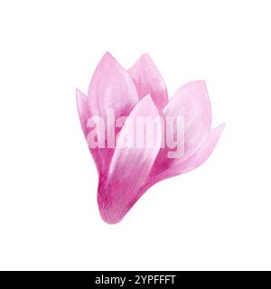 Rosa Magnolienblume Aquarell isolierte Illustration. Handgezeichnete, realistische Blume für Blumendesign und -Druck. Stockfoto