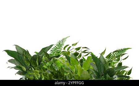 Grüne Blätter des tropischen Pflanzenstrauchs. Monstera, Palme, Gummipflanze, Kiefer, Blumenarrangements im Innengarten Natur Hintergrund isoliert auf weiß Stockfoto
